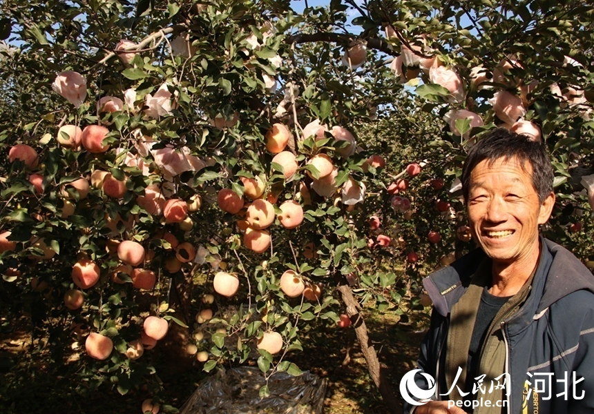 崗底村果樹種植高級技師楊雙奎和他種植的蘋果樹,。人民網(wǎng)記者 祝龍超攝