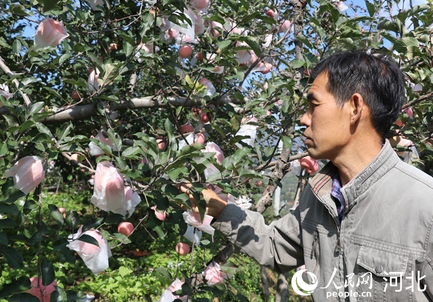 河北省邢臺市內(nèi)丘縣崗底村果農(nóng)楊增林在介紹自己家的蘋果,。人民網(wǎng)記者 祝龍超攝