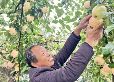 定州邢邑鎮(zhèn)八家莊村：喜迎蘋(píng)果豐收季 助農(nóng)增收促振興